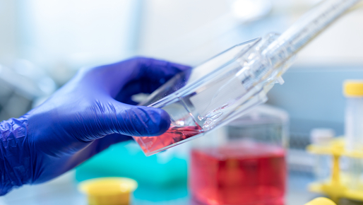 Gloved researcher holding a cell culture flask with red medium during laboratory work for preclinical biomedical research.
